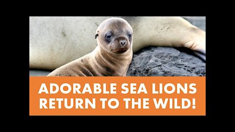 Four Steps to Rehabilitate Rescued Sea Lions