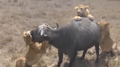 Lions Pride Setting A Dangerous Killing Trap To Buffalo Herd