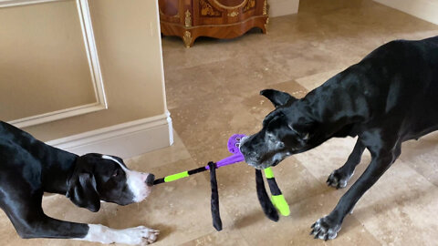 Cat Watches Great Danes Tug Octopus Into A Two Legged Toy