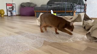 Cat blissfully bursts bubble wrap