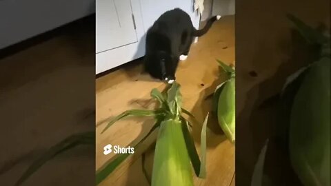 Kitty #Cat plays with #Corn on the Cob, she thinks it’s #alive & chases it around #blackcat #shorts