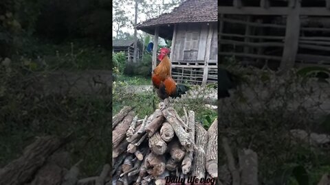 oh beautiful rooster