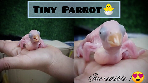 Tiny Parrot || youngest baby parrot 😍🐣