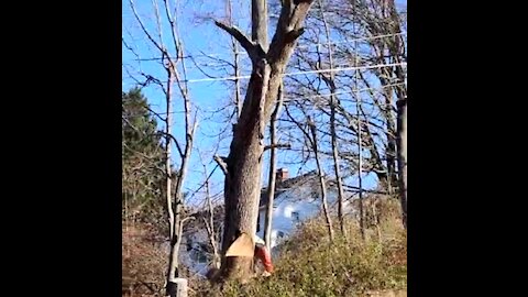 Lumberjack Dangerously Cuts Near Power Lines