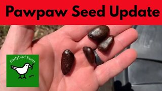 Pawpaw Tree Update