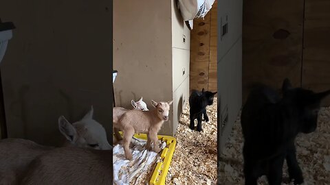 After Lunch Play Time #goat #babygoats #homestead #goatmilksoap #farmlife #farmhouse