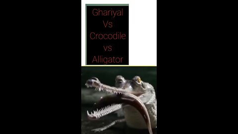 Ghariyal Vs Crocodile vs Alligator