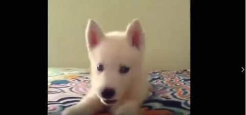 Funny Puppy Videos - 14