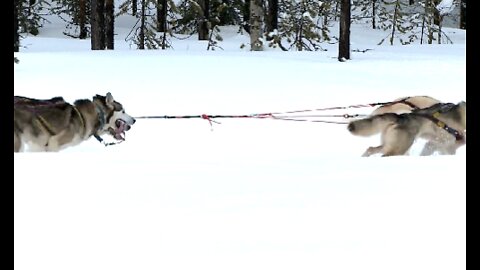 6 Husky dragged a man across the ice