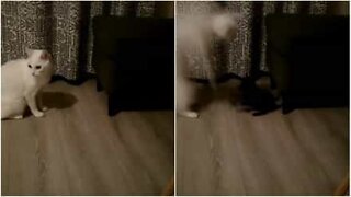 Un chaton ninja effraie un chat adulte!