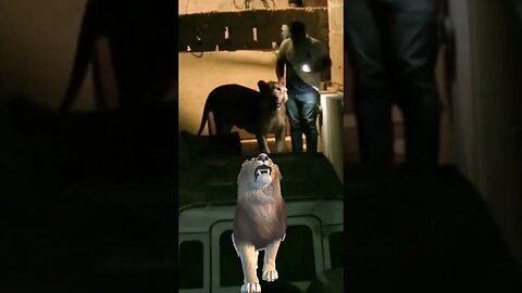 Watch Unbelievable: Lion Caught in Pakistan! #shorts