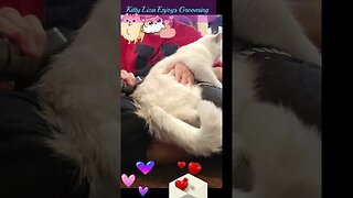 💞💝#kitty #Liza #enjoys #grooming💗#I'm your #kitty you #listen to me💓💗💞💝#petlovers💓💗#catlover💞💝