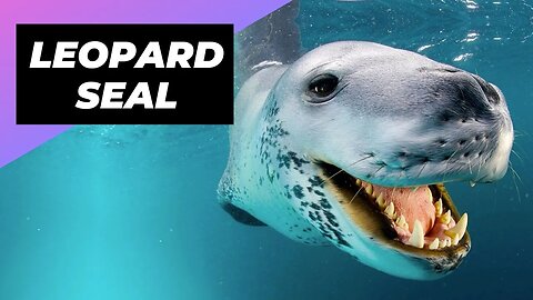 Leopard Seal 🦭 One Of The Cutest But Dangerous Animals In The World #shorts