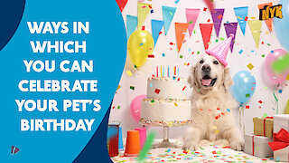 Top 4 Ways To Celebrate Your Pets Birthday *