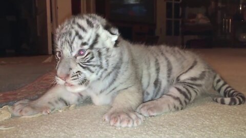 This tiger Cub and This Lion Cub Trying to Roar is the Cutest Thing You Will See This Whole day!