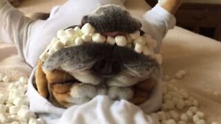 Owner stuffs his sleeping dog's mouth with marshmallows