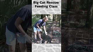 Feeding Class, part 8 of 12 @ Big Cat Rescue