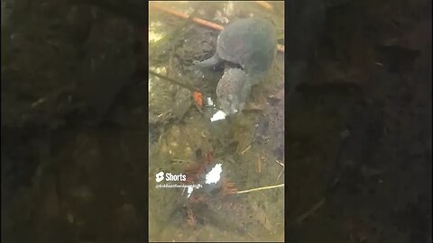 Tiny Turtle grabs my bait off the hook