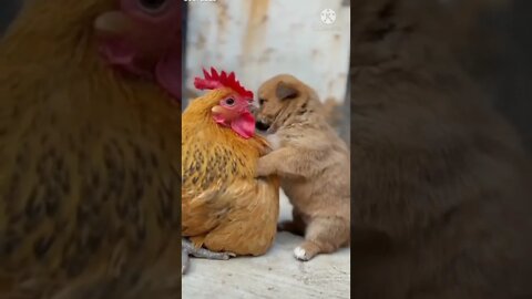 Hen and puppy friendship, cute puppy, cute hen