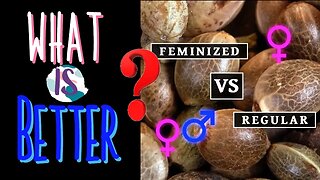 Feminized Seeds or Regular Seeds - Which is Better? And What's the Difference? (Instagram Question)