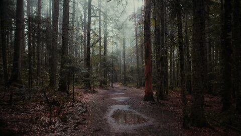 Gentle rain on a lonely forest path