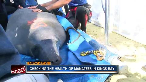 Manatee medical mission checks the health of manatees in Kings Bay