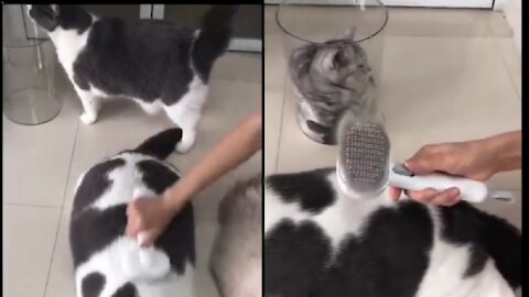 Cat hair dressing in funny video clip