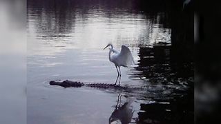 "The Swamp Ride: Egret Bird feat. Alligator"
