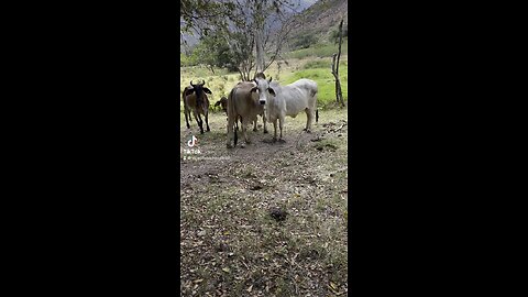 El ganado en el campo