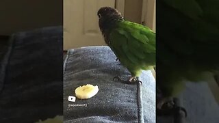 My bird eating a banana 🍌#shorts #birds #greencheekconure #greencheek #parrot