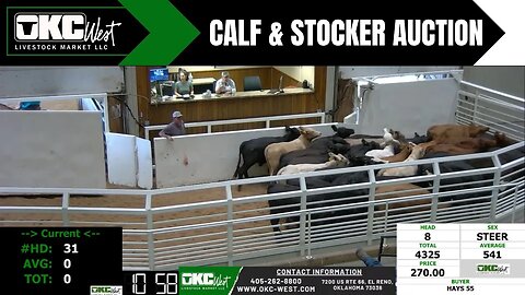 8/1/2023 - OKC West Calf and Stocker Auction