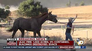 Horses being evacuated amid Lilac Fire