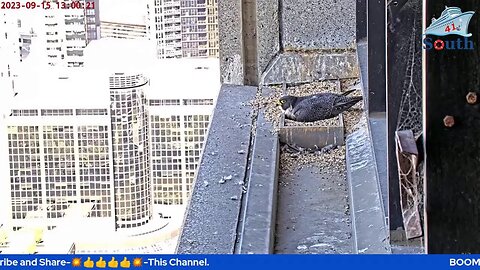 Live Peregrine Falcon Watch. Waiting For The Eggs To Hatch. South Facing. 15/09/2023.