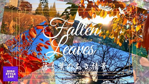 落ち葉【Fallen Leaves】音詩さんの最新曲と合わせてみました。Autumn scenery and healing of the piano