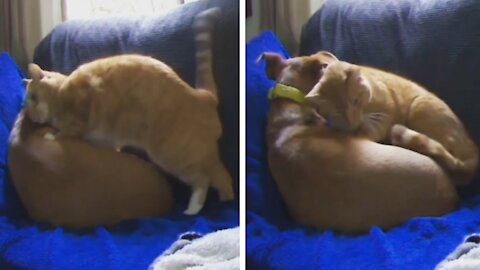 Dog's Adorable Reaction After Cat Comes Over for Cuddle || #Funny& Cute Animal