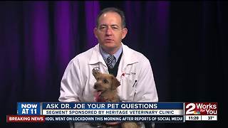 Ask Dr. Joe: Heritage Veterinary Clinic features "Poppy"