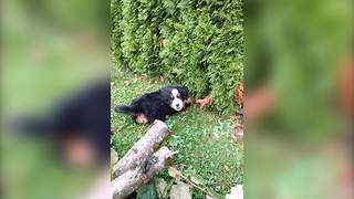 "A Pup Tries to Reach His Friend Through a Bushy Fence"