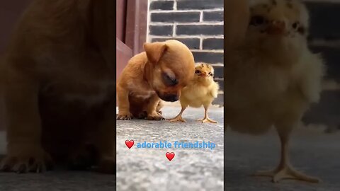 Gentle chick soothes puppy to sleep| Lovely