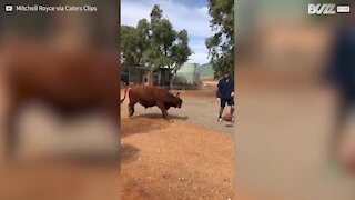 Já viu um touro jogando basquete?