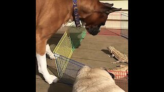 Dog's first encounter with bearded dragon is beyond adorable!