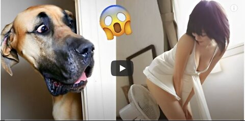Funniest Animals Video - Funny Dogs And Cats 2022 Try Not To Laugh Animals
