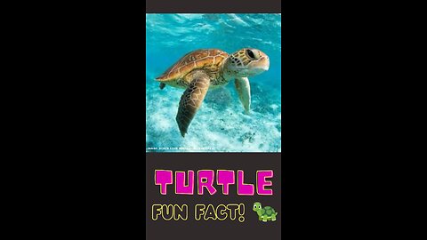 The Amazing Turtle: Nature's Home Carriers and Nest-Building Experts #funfactforkids #video