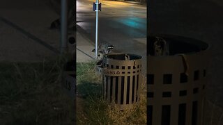Raccoon dodges getting run over by car