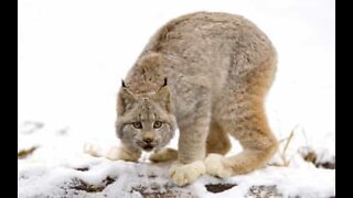 Lynx family plays in a backyard in Alaska