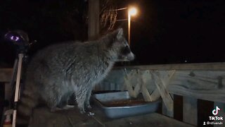 Racoon Visits!