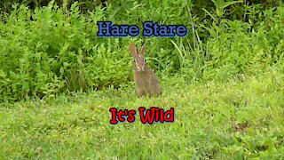 Hare Stare If You Dare