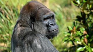 Huge mountain gorilla tests tourists' nerves