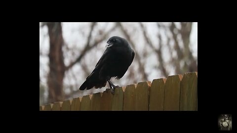A Murder of Crows. #whitenoise Sounds that can help with relaxing and more. #ASMR