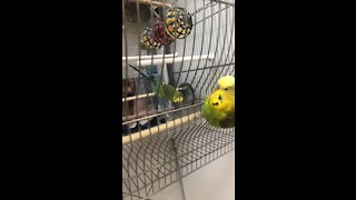 Geo Budgies Talking