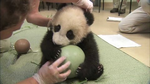 Cute Baby Pandas Playing and Goofing Around.